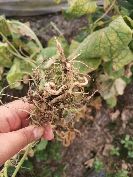 السلام عليكم
هل الجذر دا طبيعي لخيار صيفي مطعوم؟